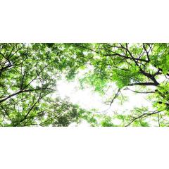 Skylens® Fluorescent Light Diffuser - Forest Boughs Decorative Light Cover - 2' x 4'