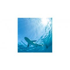 Skylens® Fluorescent Light Diffuser - Lone Shark Decorative Light Cover - 2' x 2'