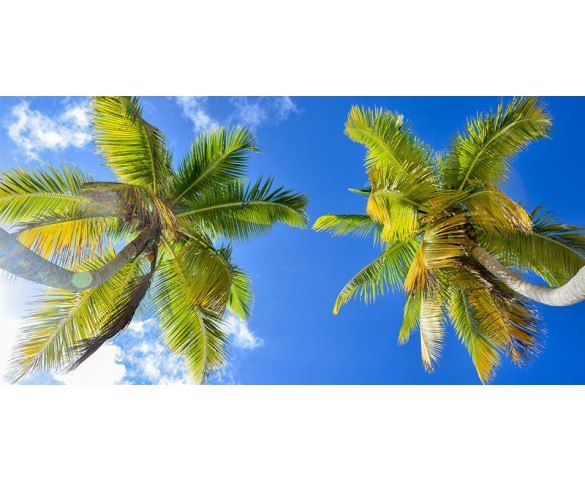 Skylens® Fluorescent Light Diffuser - Palm Trees Decorative Light Cover ...