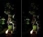 6 Watt and 3 Watt LED Spot Lights compared in Garden