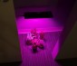 10W Full-Spectrum LED Grow Light - 4-Band Red/Blue/UV/IR for Indoor Plant Growth