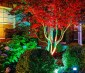 G-LUX series Color Changing RGB LED Spot Light: Installed Shinning on Trees & Statue 