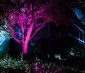 G-LUX series Color Changing RGB LED Spot Light: Installed Below Tree
